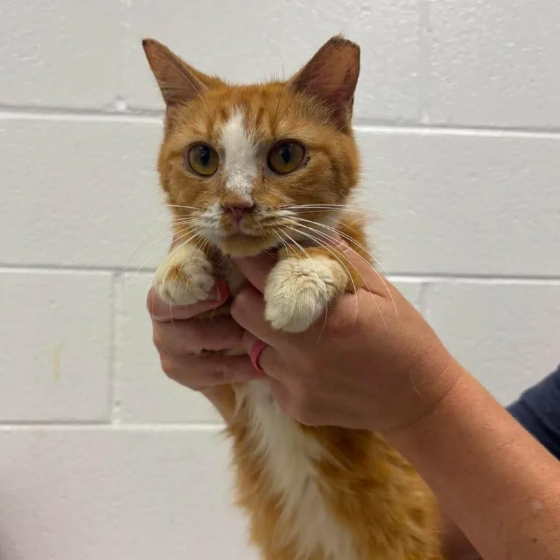 An adult medium-sized female Domestic Short Hair cat named Pumpkin for adoption in Rocky Mount, VA