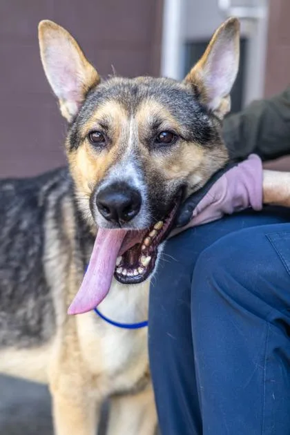 An adult large-sized male Mixed Breed dog named Nioh for adoption in Chamblee, GA