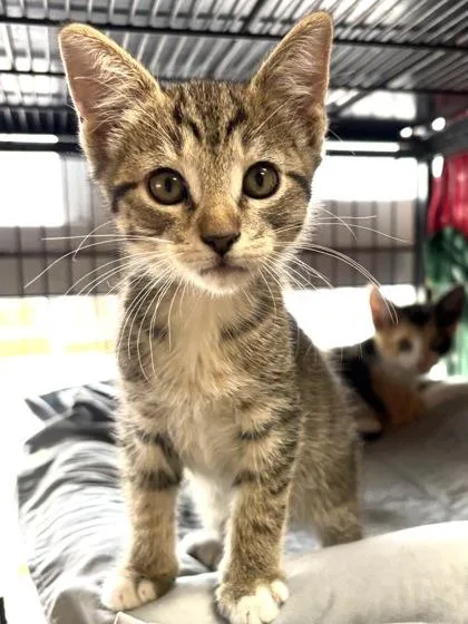 A baby small-sized male Domestic Short Hair cat named Bonkers for adoption in New Orleans, LA