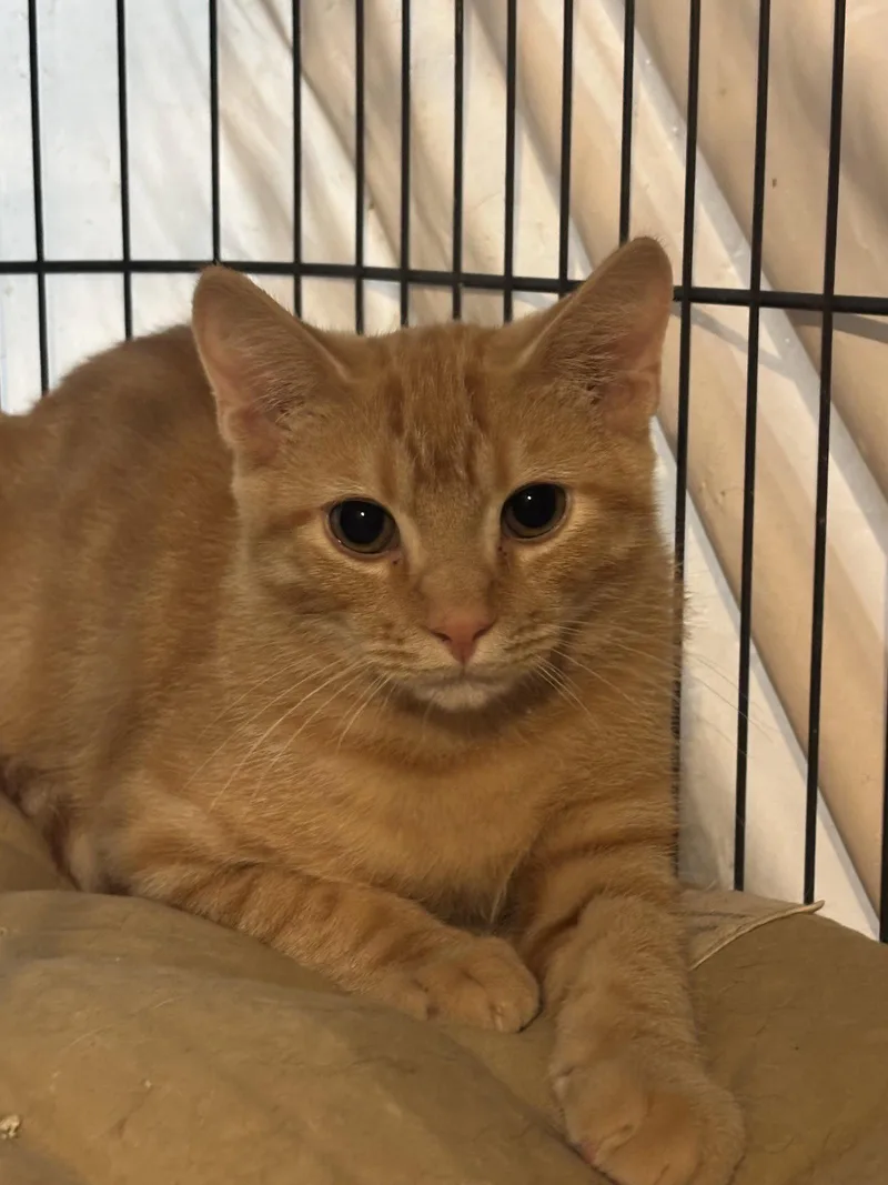 A young medium-sized male Orange / Red Domestic Short Hair cat named Sammy for adoption in Spring City, PA