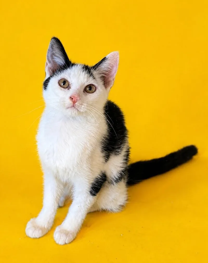 A baby small-sized male Domestic Short Hair cat named Winter for adoption in Columbia, TN