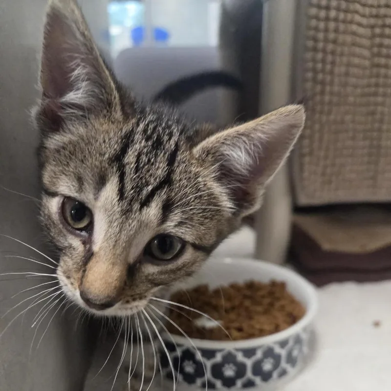 A baby small-sized male Brown / Chocolate Domestic Short Hair cat named David for adoption in Grand Rapids, MI