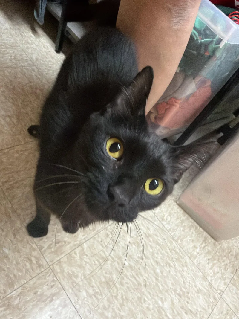 An adult medium-sized male Black Domestic Short Hair cat named Serious for adoption in Wheaton, IL