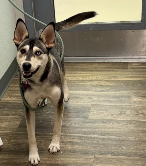 A young medium-sized female Siberian Husky dog named Carrot for adoption in San Diego, CA