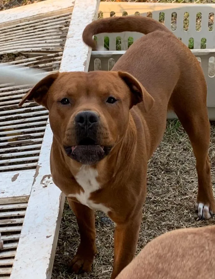 A young large-sized male Rhodesian Ridgeback dog named Lil Man for adoption in Lexington, MS