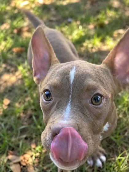 A young medium-sized female Mixed Breed dog named Blossom for adoption in Savannah, GA