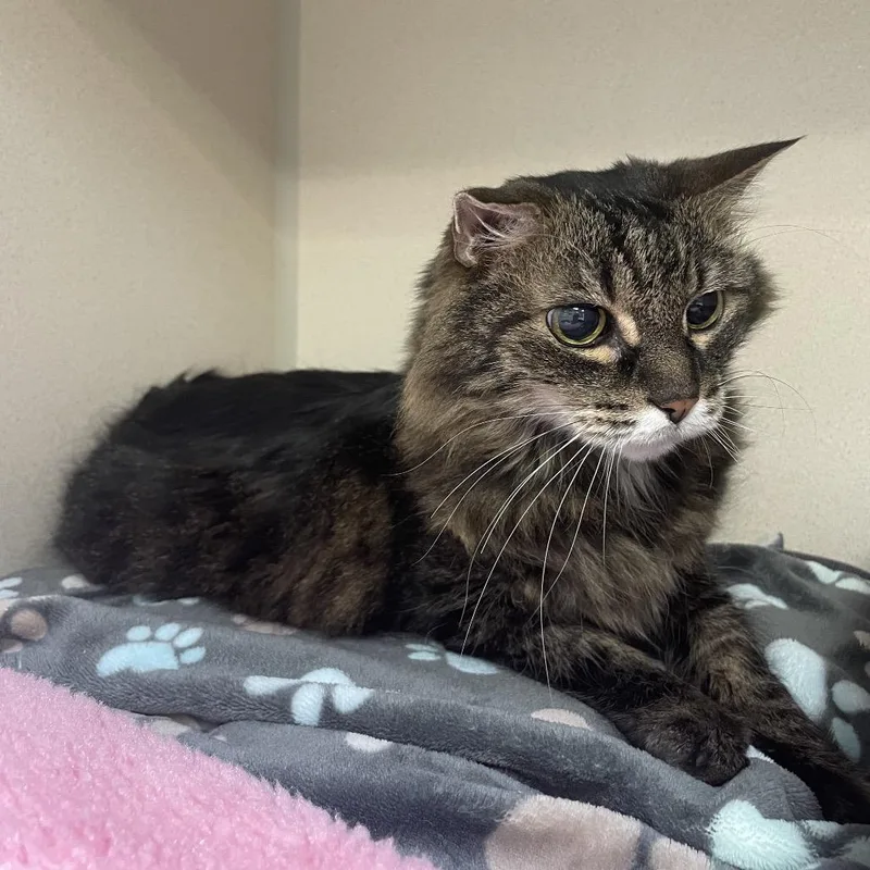 A senior large-sized male Brown / Chocolate Domestic Long Hair cat named Lionel for adoption in Great Falls, MT