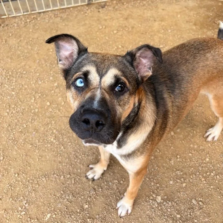 An adult medium-sized male Black Mixed Breed dog named Craven for adoption in Bentonville, AR