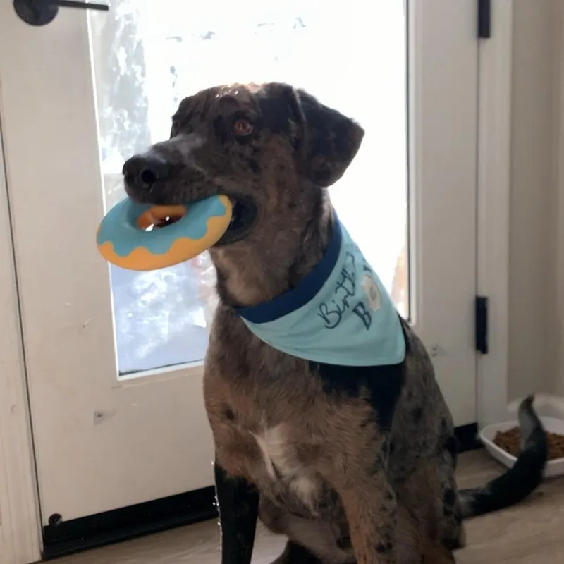 An adult large-sized male Brindle Labrador Retriever dog named Pepper for adoption in San Francisco, CA