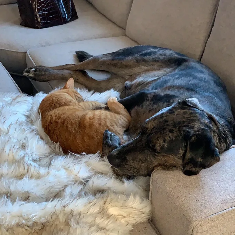 Pepper thumbnail 3