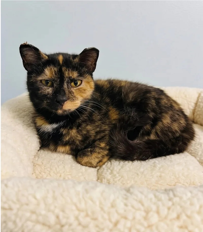 An adult medium-sized female Tortoiseshell Tortoiseshell cat named Cori for adoption in Marion, IN