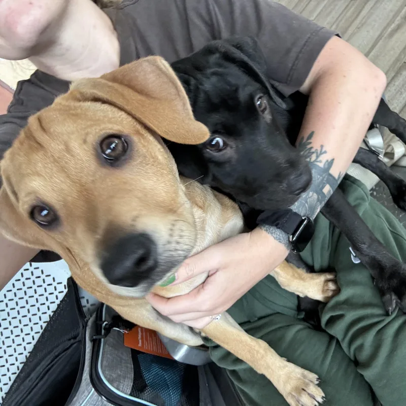 A baby medium-sized female Labrador Retriever dog named Bailey for adoption in New York, NY