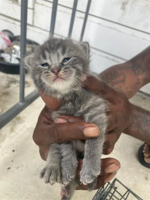 A baby small-sized female Domestic Short Hair cat named Louis for adoption in Dallas, TX
