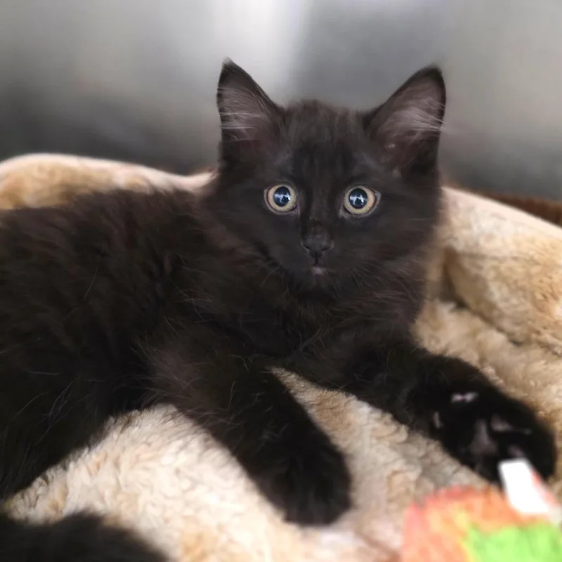 Peep Overlord thumbnail 2