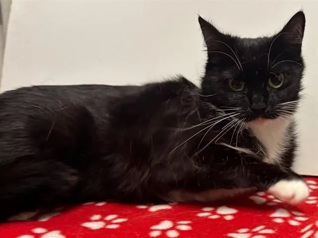 A young small-sized female Domestic Short Hair cat named Primrose for adoption in Sacramento, CA