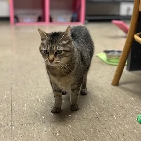 Feliciac thumbnail 2