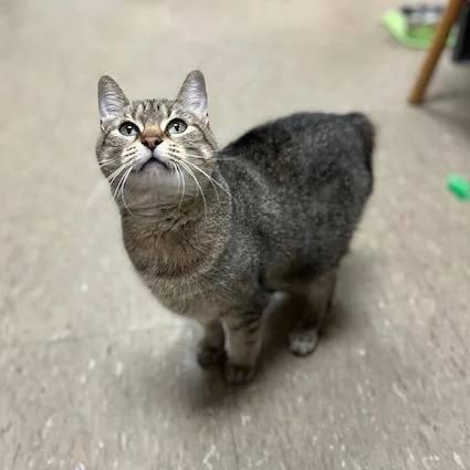 Feliciac thumbnail 3