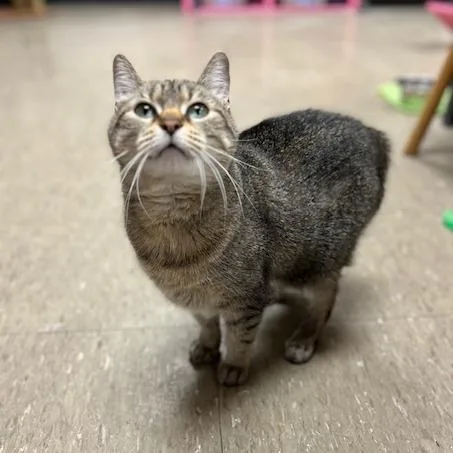 Feliciac thumbnail 4