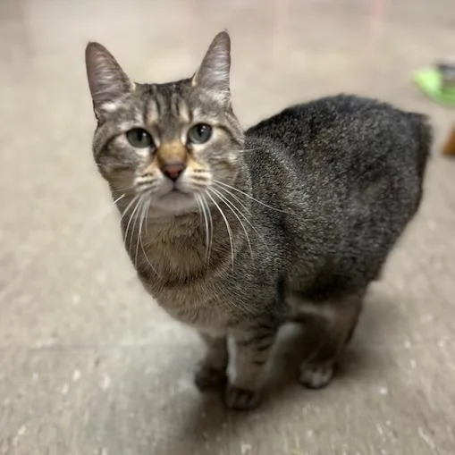 Feliciac thumbnail 5