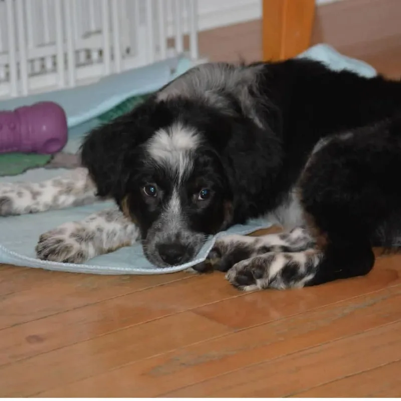A baby medium-sized male Black Mixed Breed dog named Smokey for adoption in Joliet, IL