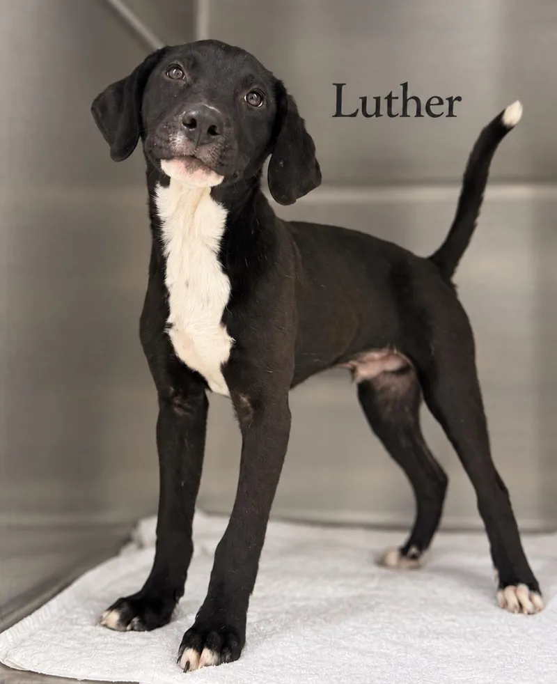 An adult small-sized male Beagle dog named Luther for adoption in Pawleys Island, SC