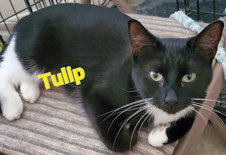 A young medium-sized female Domestic Short Hair cat named Tulip for adoption in Glendale, AZ