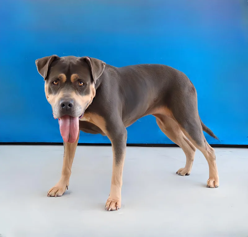An adult medium-sized female Pit Bull Terrier dog named Sky for adoption in Pasadena, CA
