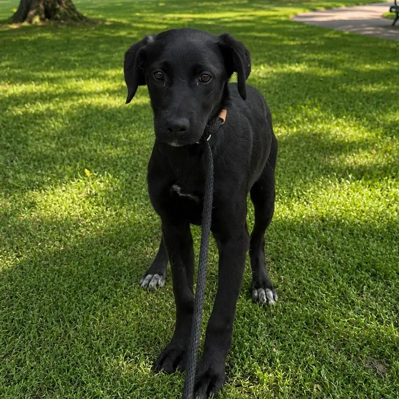 Nova