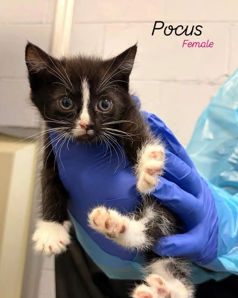 A baby medium-sized female Domestic Short Hair cat named Pocus for adoption in Rock Hill, NY