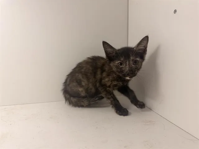 A baby small-sized female Domestic Short Hair cat named Amity for adoption in Winter Haven, FL