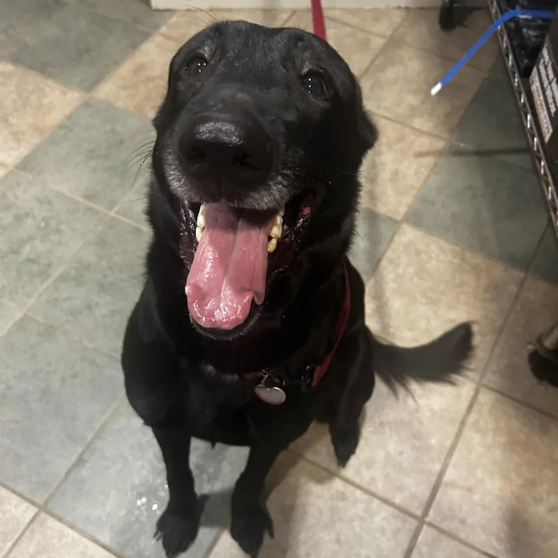 An adult large-sized male Black Mixed Breed dog named Klaus for adoption in Chattanooga, TN