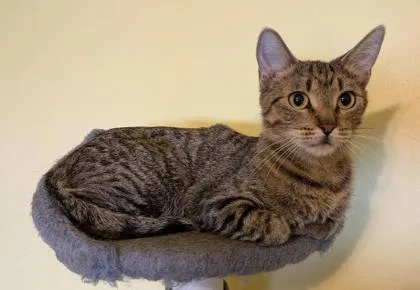 Nahla