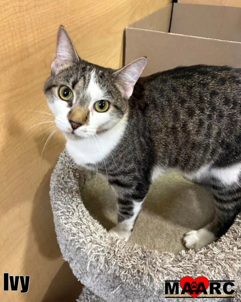 A young medium-sized female Domestic Short Hair cat named Ivy for adoption in Maryville, TN