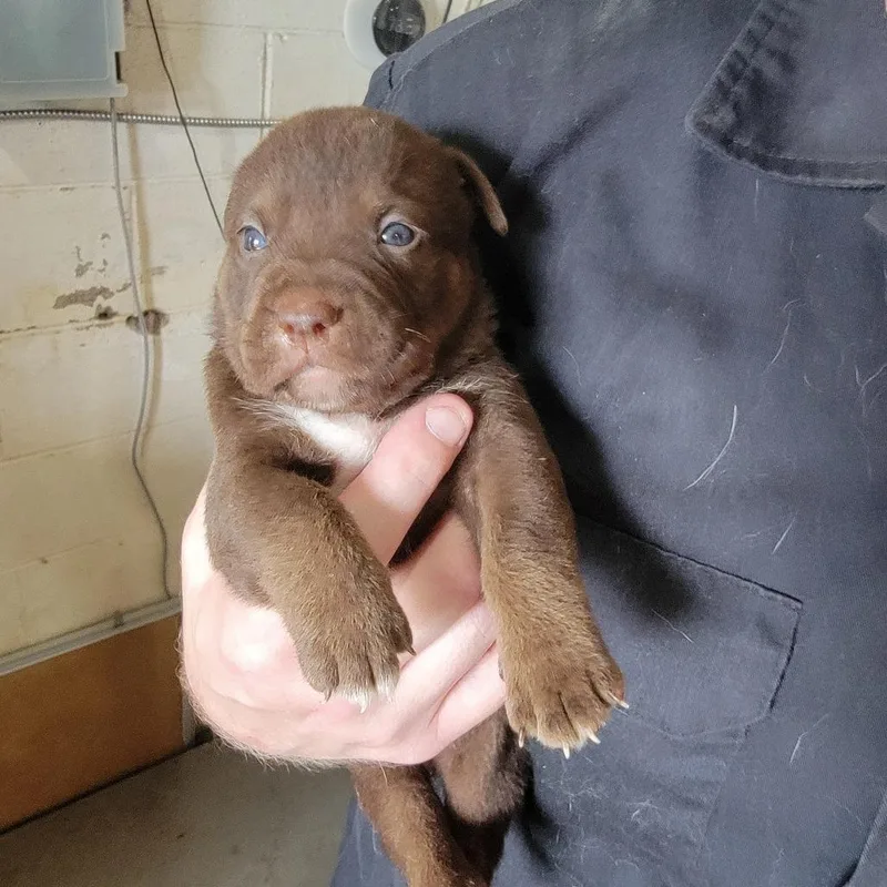 A baby medium-sized male Brown / Chocolate Mixed Breed dog named Walrus for adoption in Leander, TX