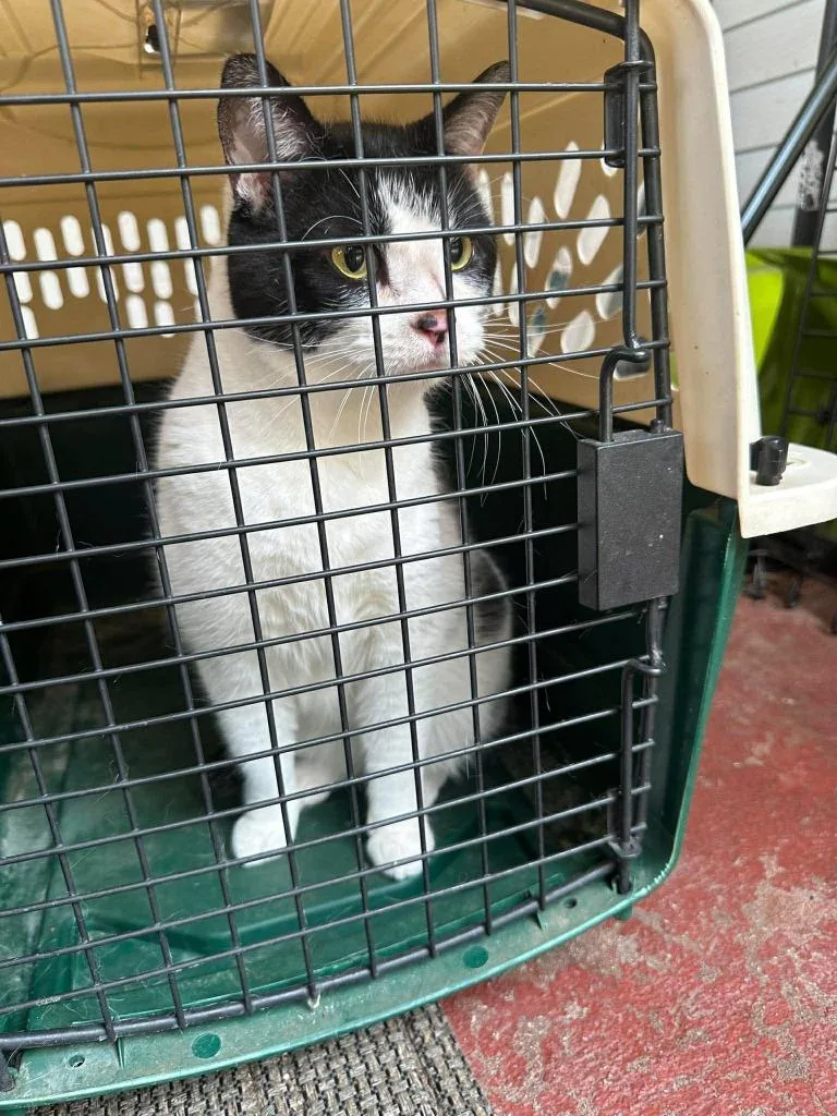 An adult medium-sized female Domestic Short Hair cat named Beautiful Bella for adoption in Cloquet, MN