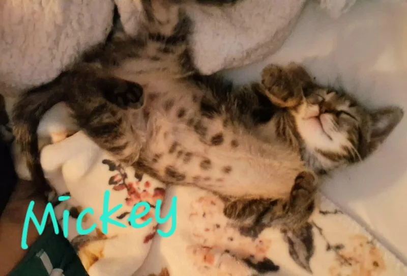 A baby medium-sized male Tabby (Buff / Tan / Fawn) Domestic Short Hair cat named Mickey for adoption in East Lansing, MI