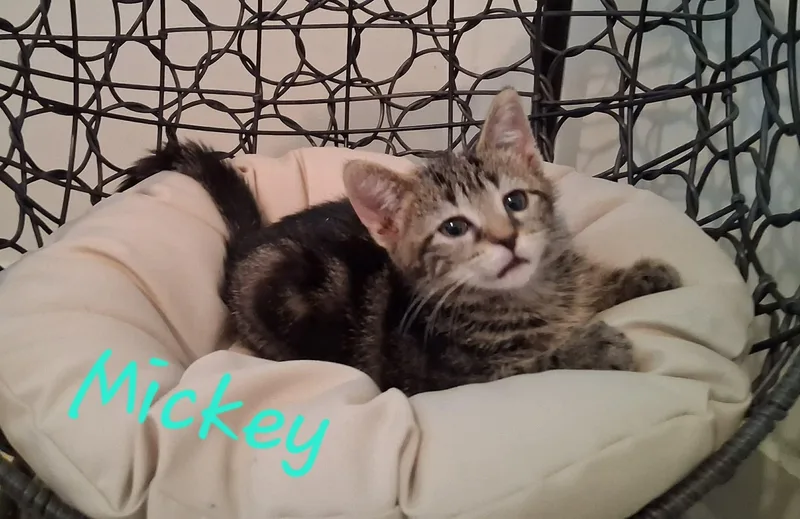 Mickey thumbnail 2