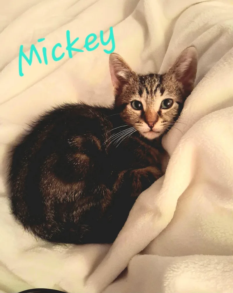 Mickey thumbnail 3