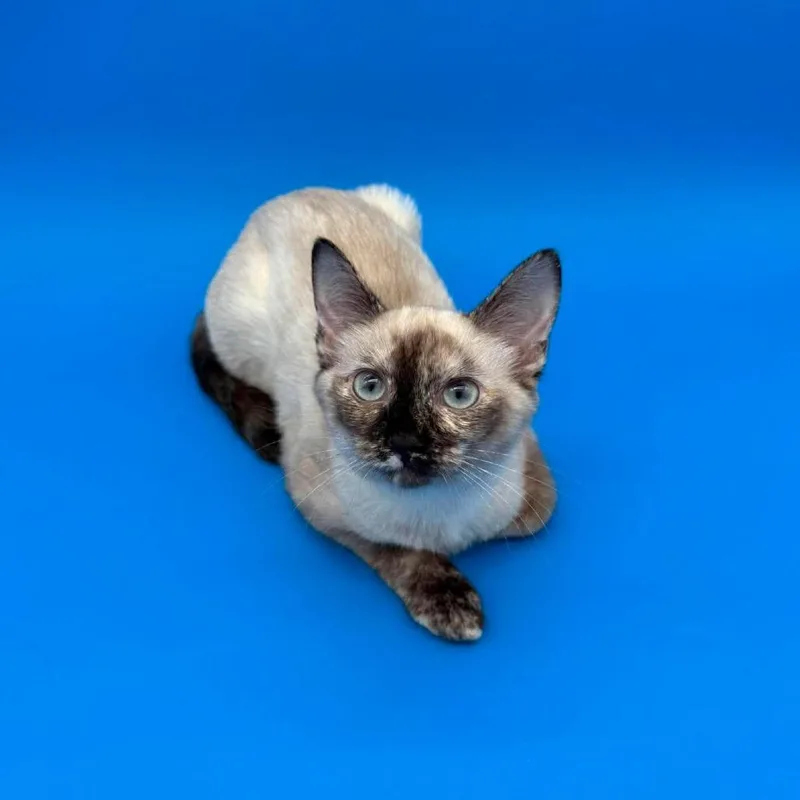 A baby small-sized female Cream / Ivory Siamese cat named Kokomo for adoption in Plainfield, IL