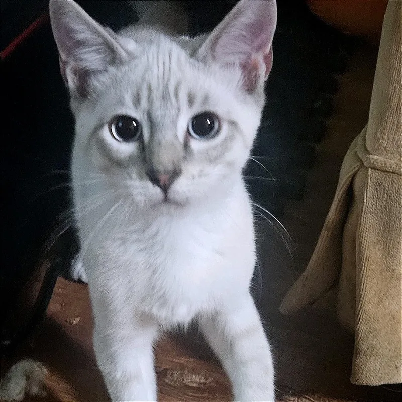 A baby small-sized male Siamese cat named Major Glory for adoption in Green Bay, WI
