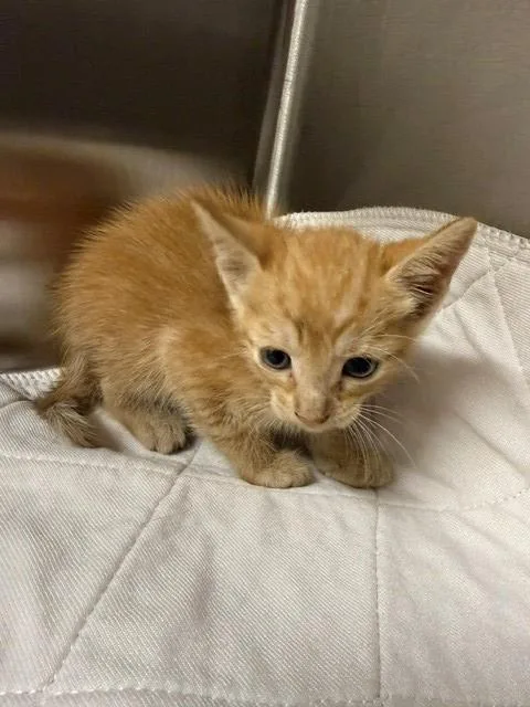 A baby small-sized female Domestic Short Hair cat named Diana for adoption in Baytown, TX