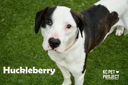 Huckleberry