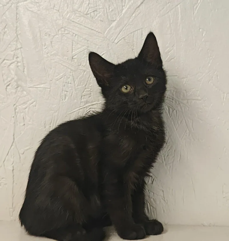 A baby medium-sized male Black Domestic Short Hair cat named Dash for adoption in Royal Palm Beach, FL