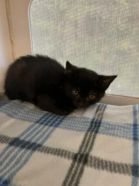 A baby small-sized male Domestic Short Hair cat named Chapinero for adoption in Long Beach, CA