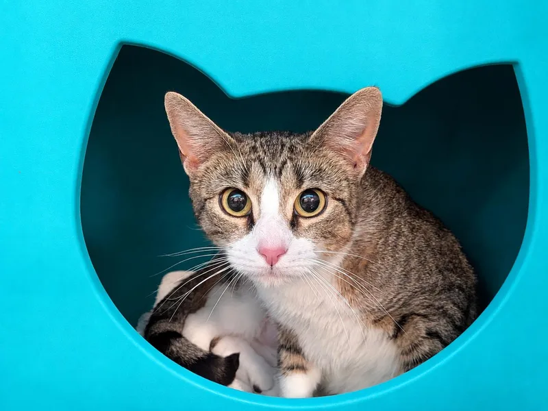 A young medium-sized female Tabby (Brown / Chocolate) Domestic Short Hair cat named Rosita for adoption in Bloomfield, NJ