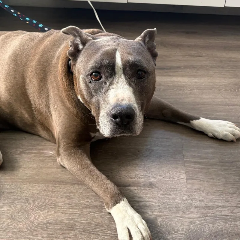 A senior large-sized female Gray / Blue / Silver American Staffordshire Terrier dog named Zina for adoption in Tampa, FL