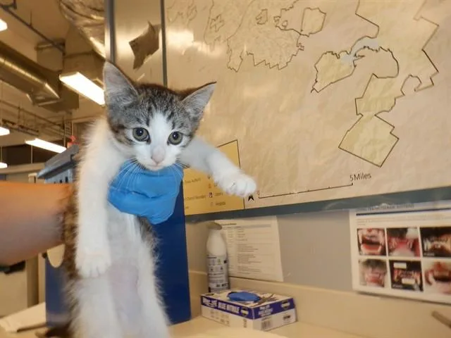 A baby small-sized female Domestic Short Hair cat named Tiana for adoption in San Jose, CA