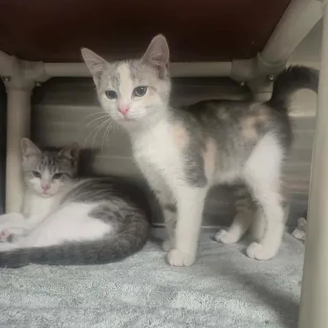 A baby medium-sized female Dilute Calico Domestic Short Hair cat named Camie for adoption in Bluffton, IN