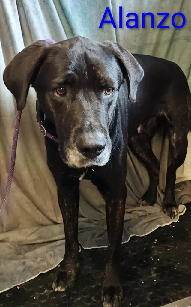 An adult large-sized male Labrador Retriever dog named Alanzo for adoption in Mena, AR