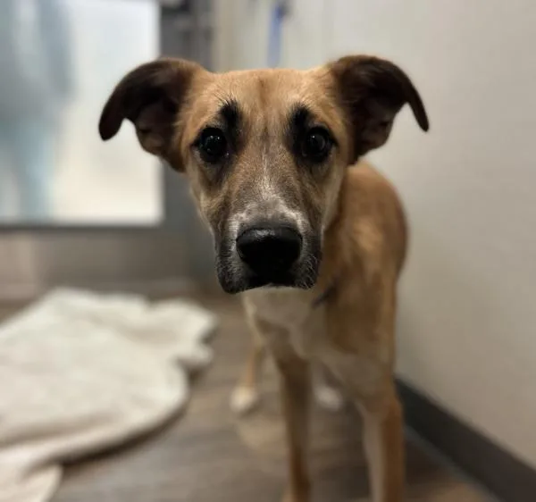 An adult large-sized male Shepherd dog named Camote for adoption in San Diego, CA